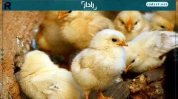 تحديث أسعار الكتكوت والبط عمر يوم في بورصة الدواجن الأحد 26 أكتوبر 2025